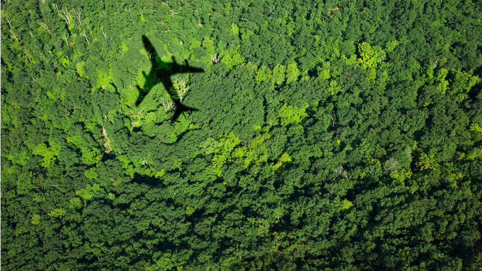 airplane over forest